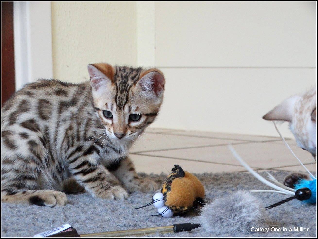 cattery one in a million- whisper