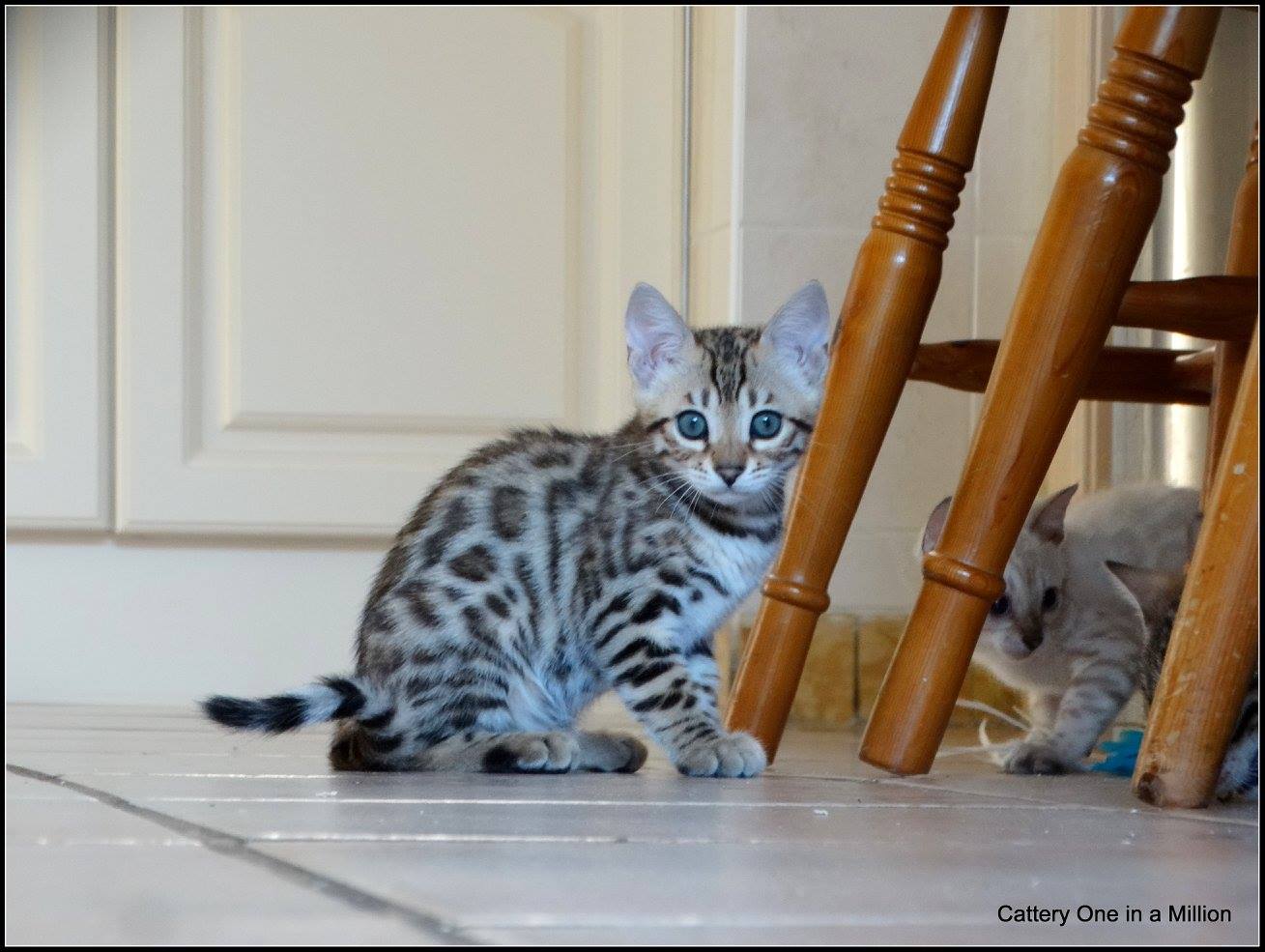 cattery one in a million- whisper