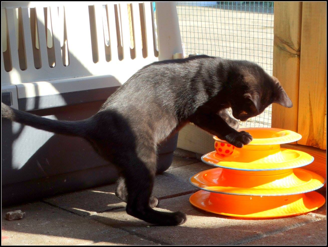 Melanistic