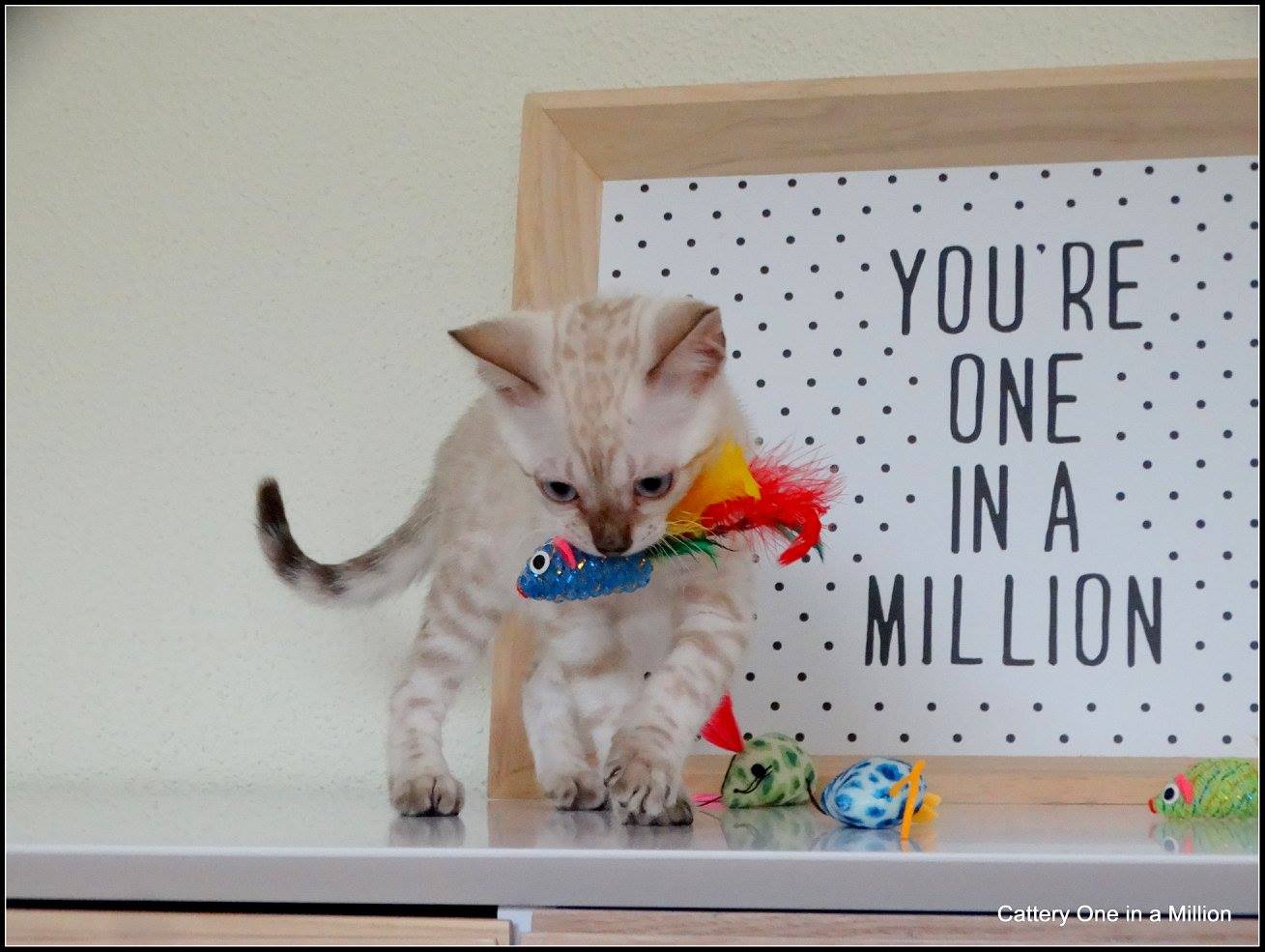 cattery one in a million- Yelana