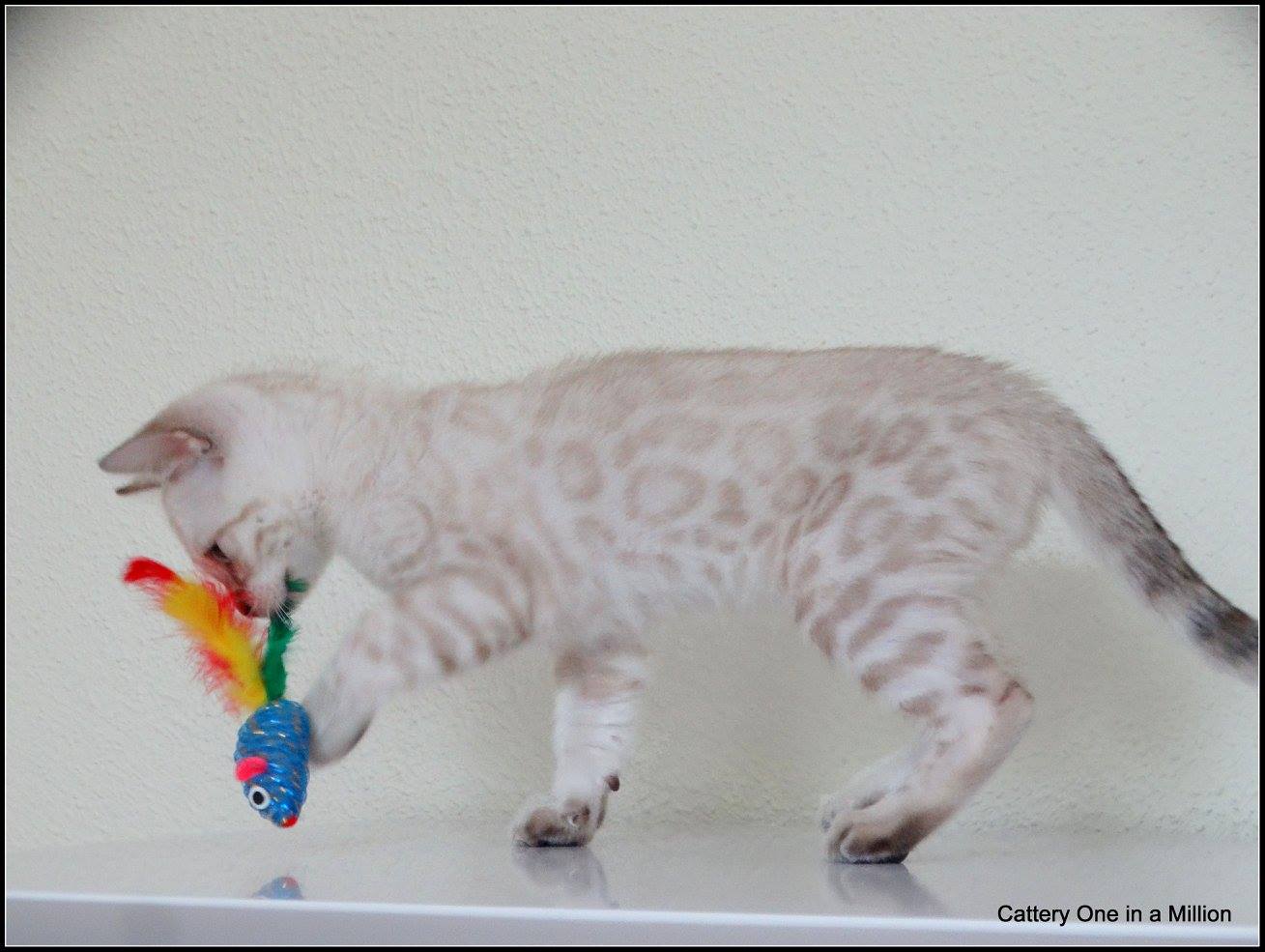 cattery one in a million- Yelana