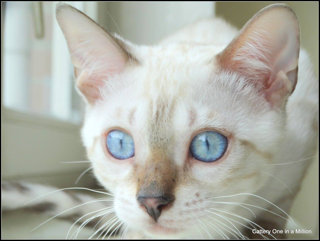 cattery one in a million- Yelana