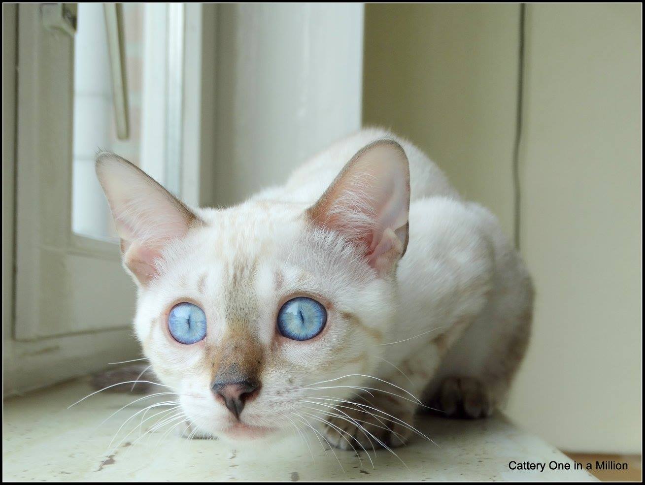 cattery one in a million- Yelana