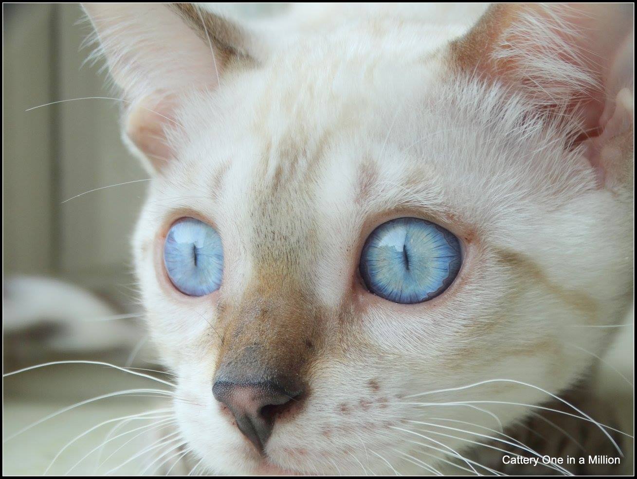 cattery one in a million- Yelana