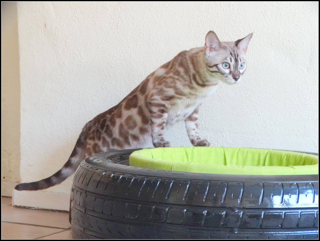 cattery one in a million- lotus