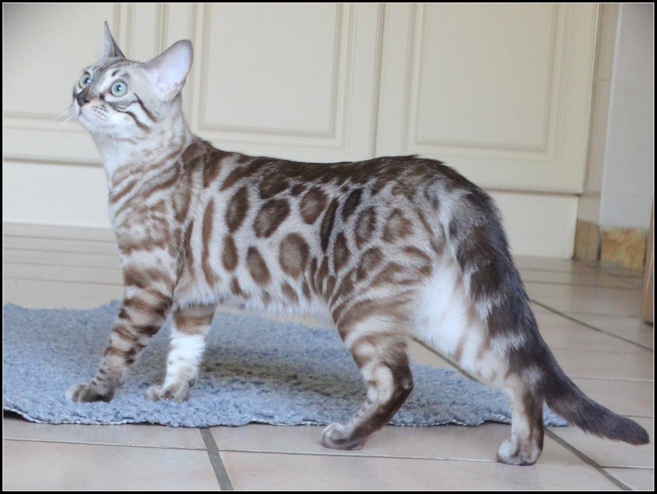 cattery one in a million- lotus