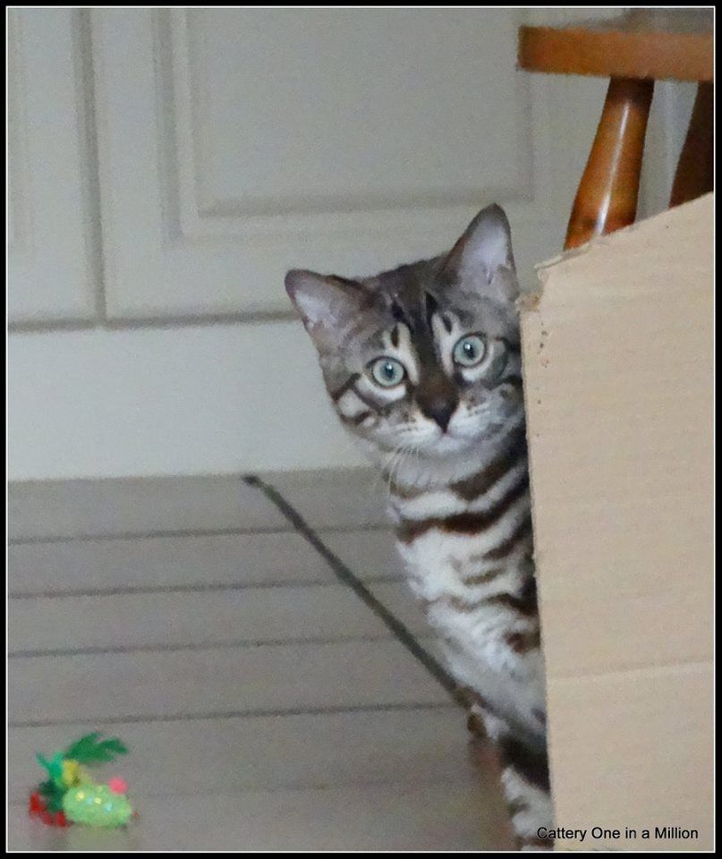 cattery one in a million - Maxx