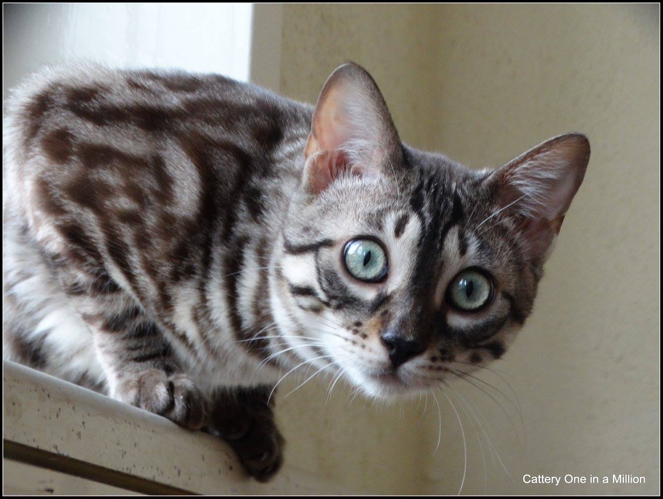 cattery one in a million - Maxx