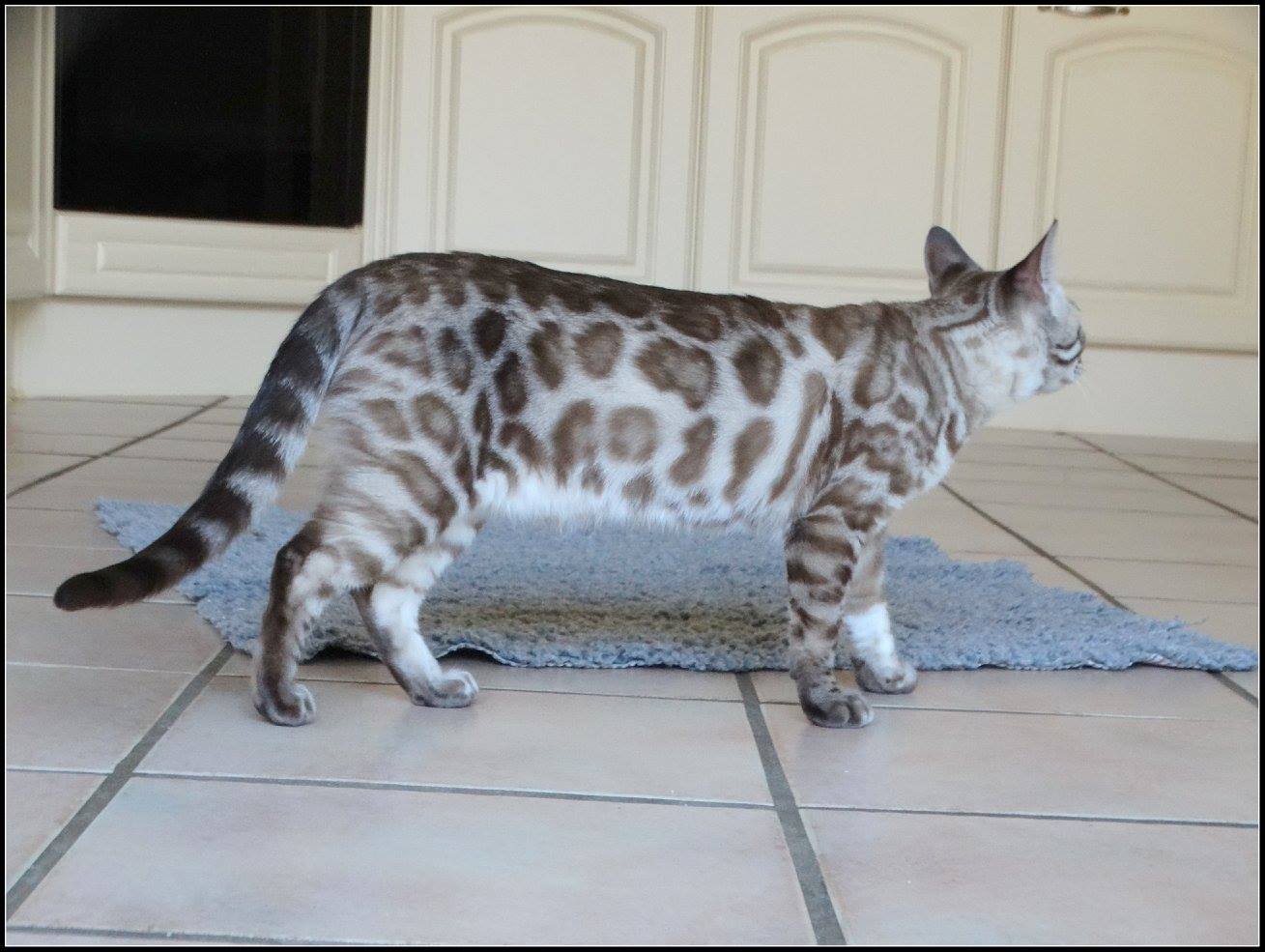 cattery one in a million- lotus