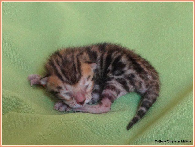cattery one in a million - Pandora