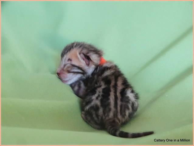 cattery one in a million - Pandora