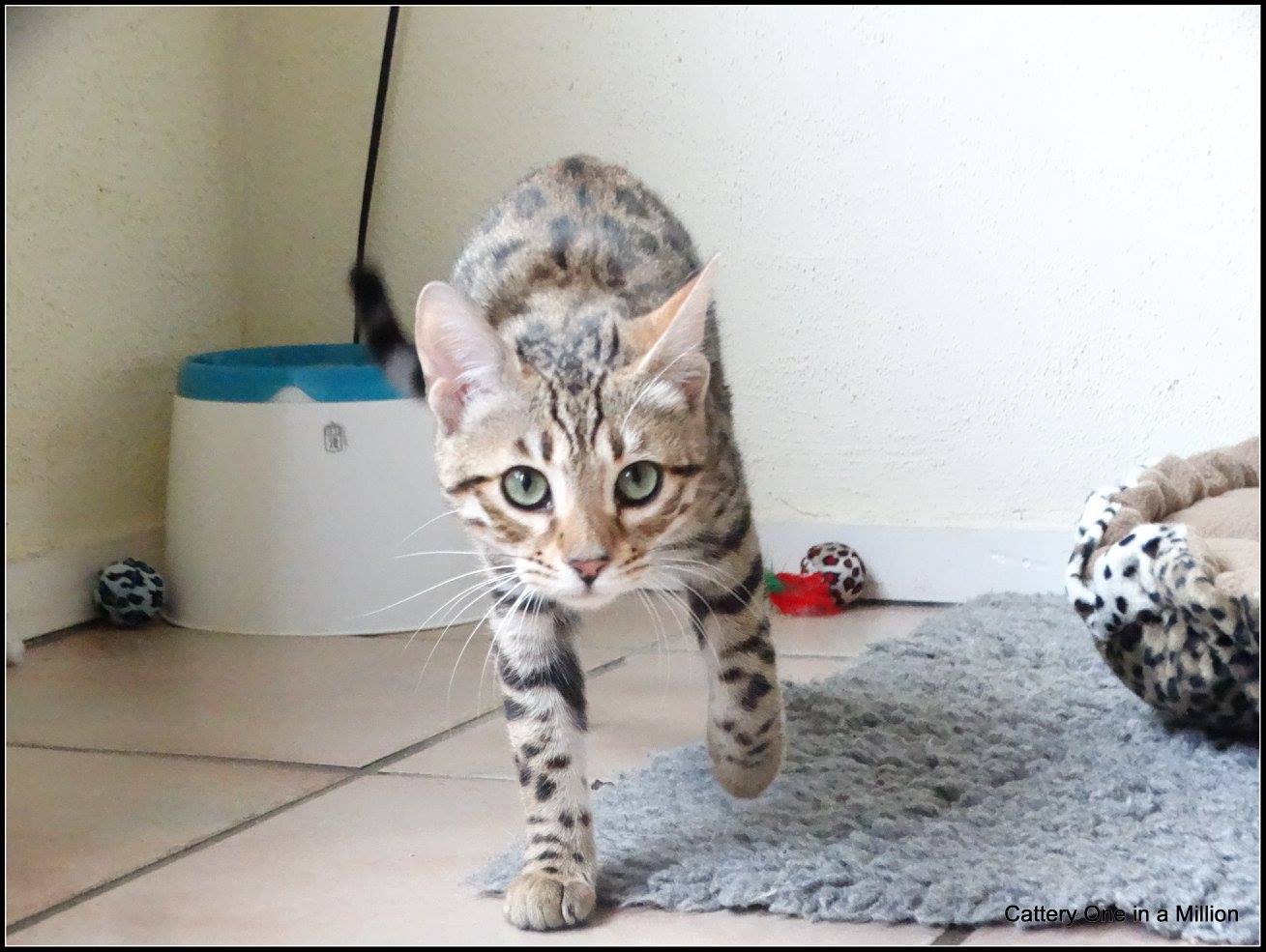 cattery one in a million- whisper