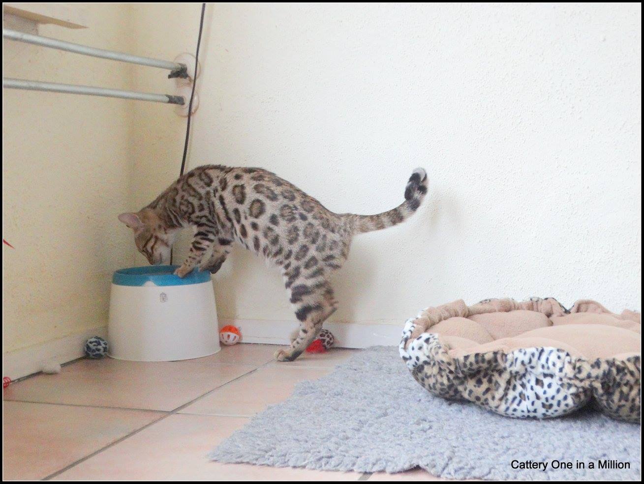 cattery one in a million- whisper