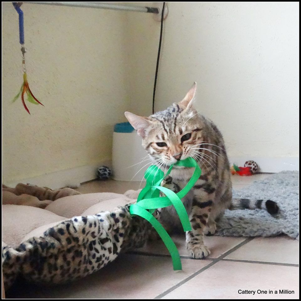 cattery one in a million- whisper