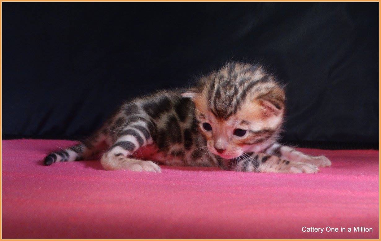 cattery one in a million - Pandora