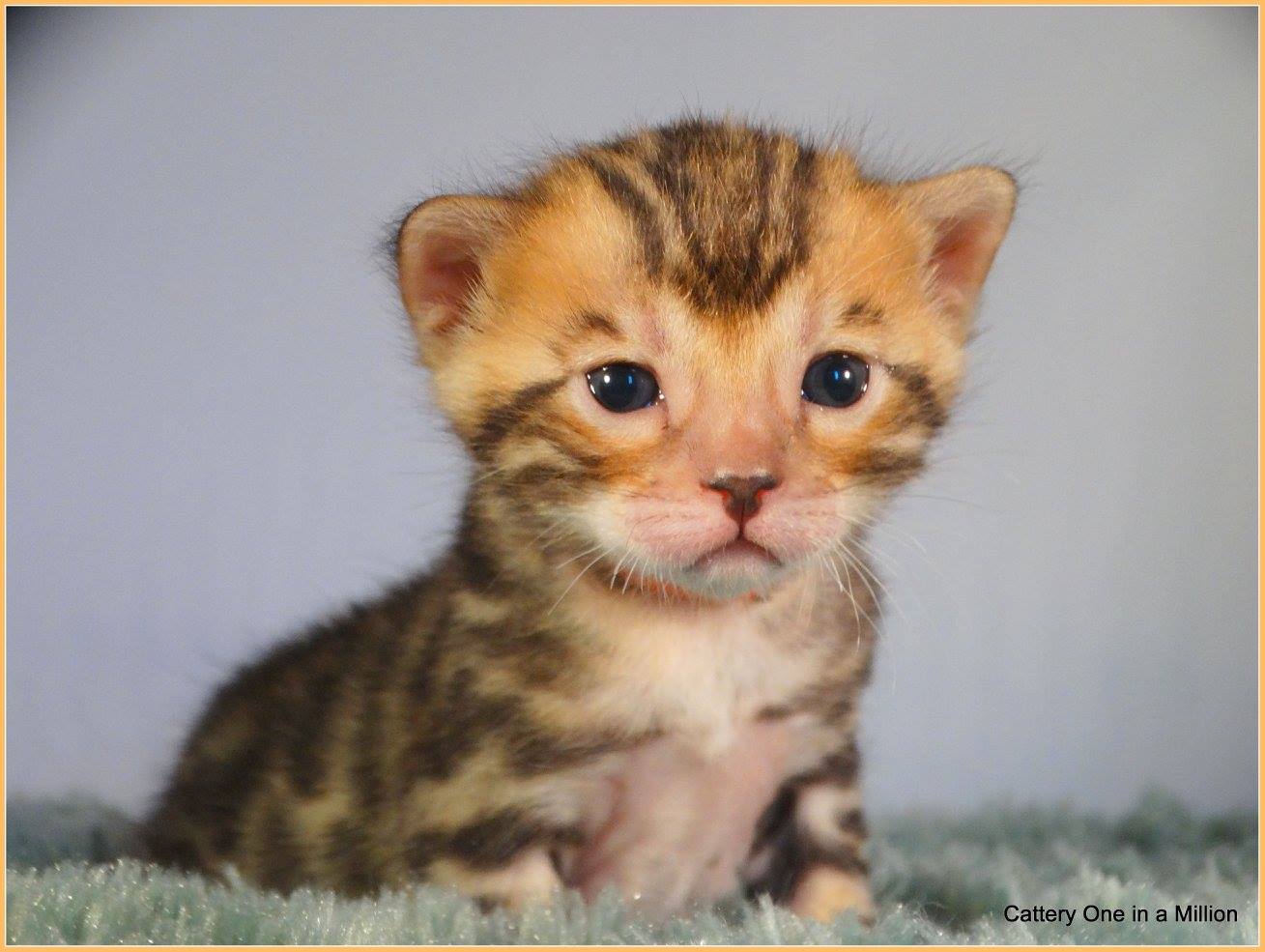 cattery one in a million - Pandora