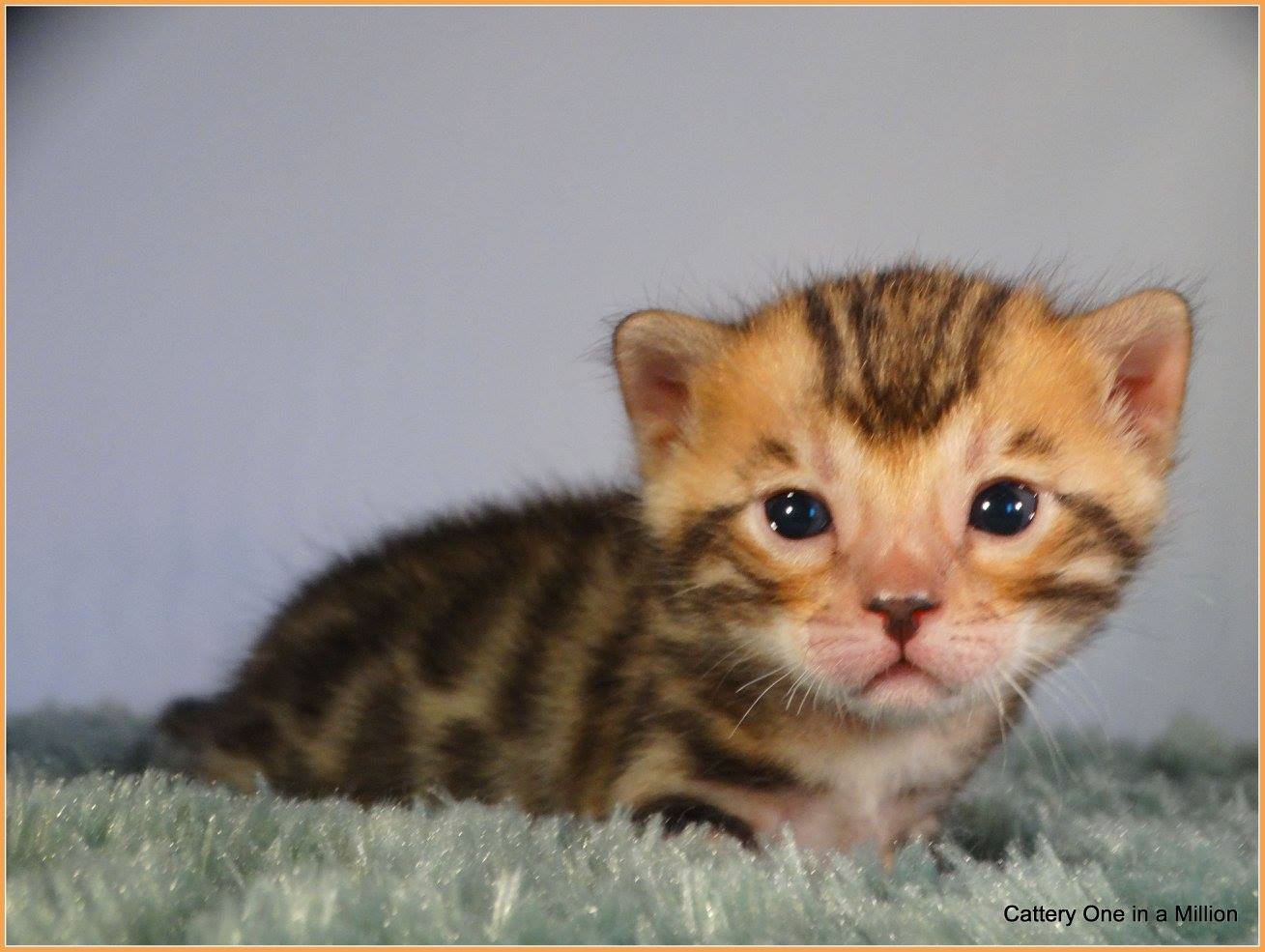 cattery one in a million - Pandora