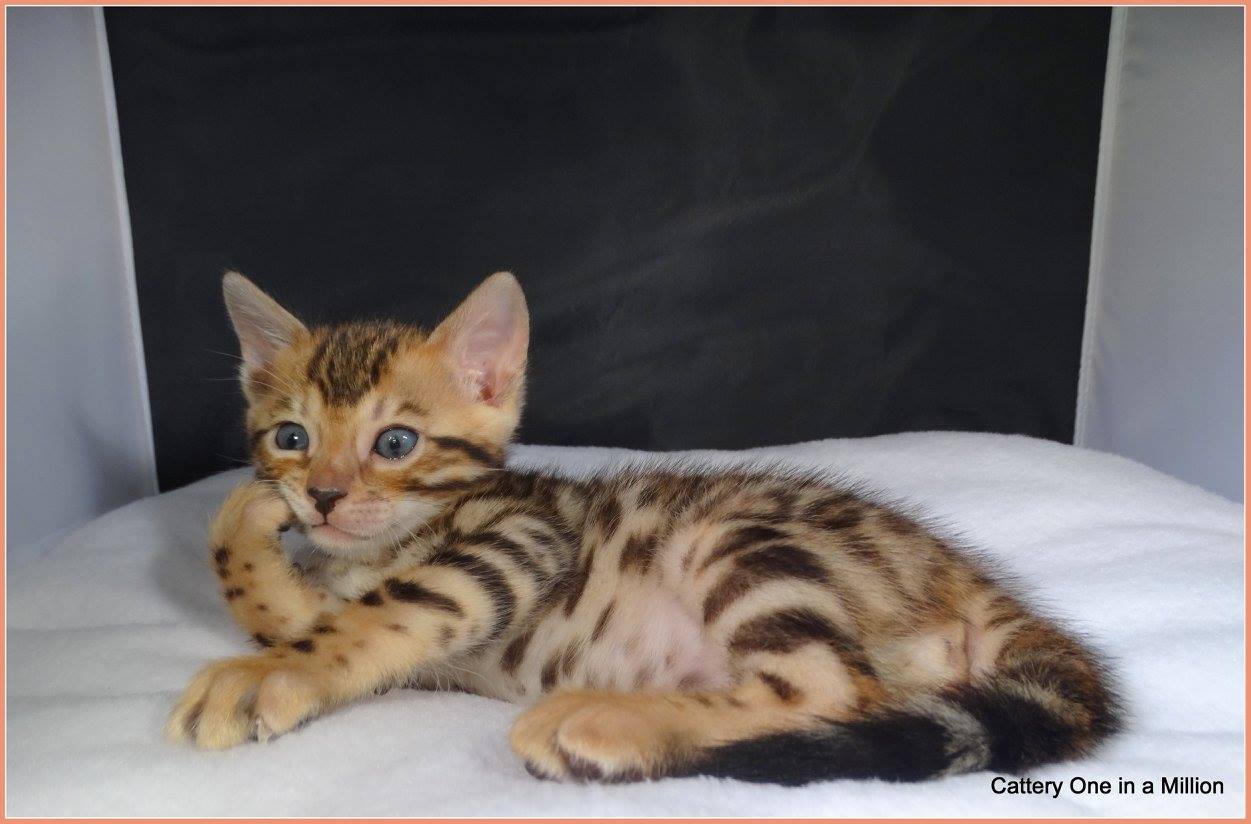 cattery one in a million - Pandora