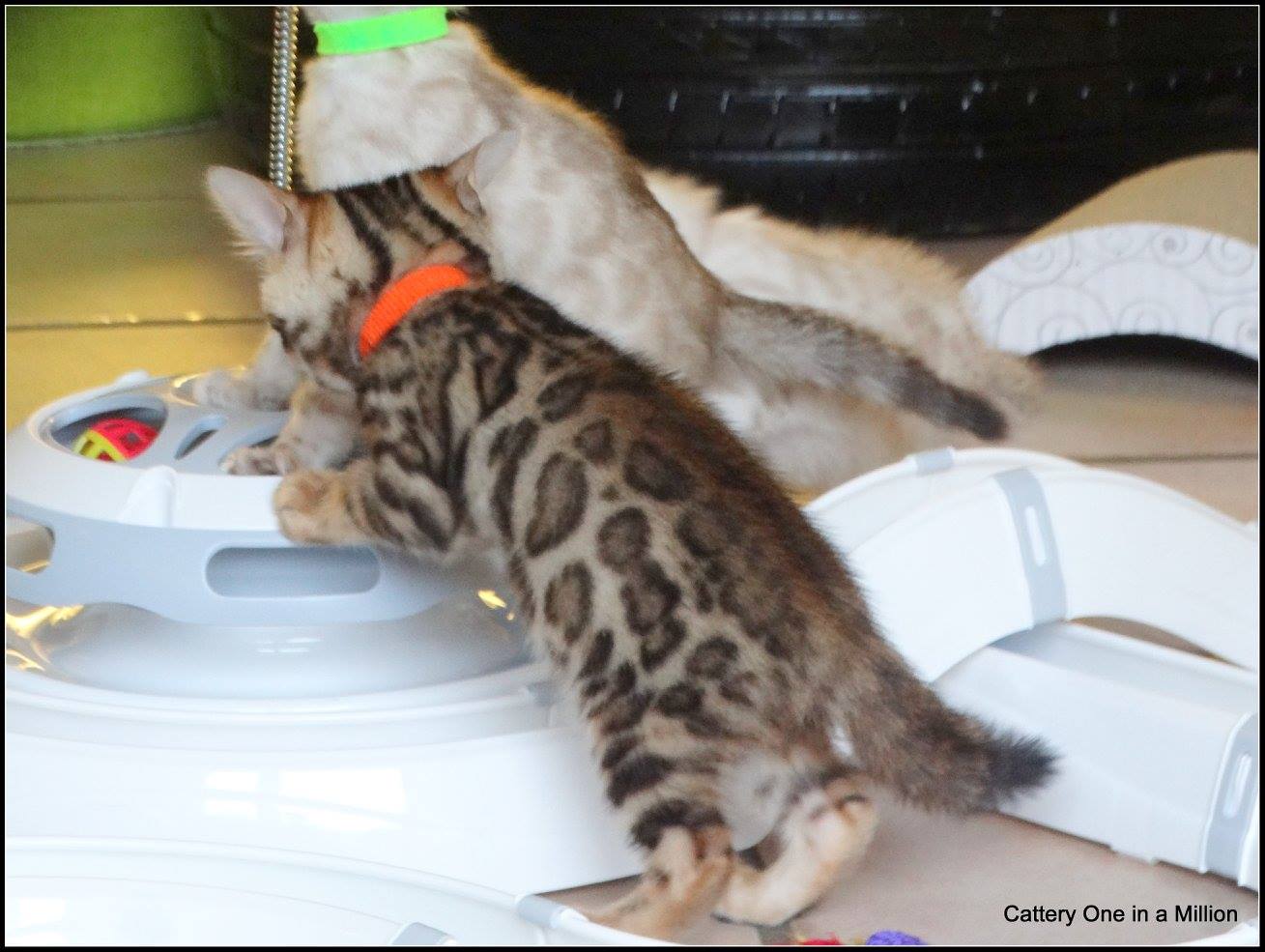 cattery one in a million - Pandora