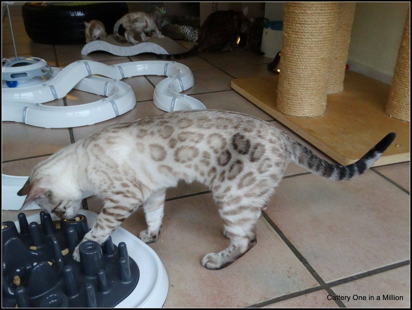 cattery one in a million- Yelana