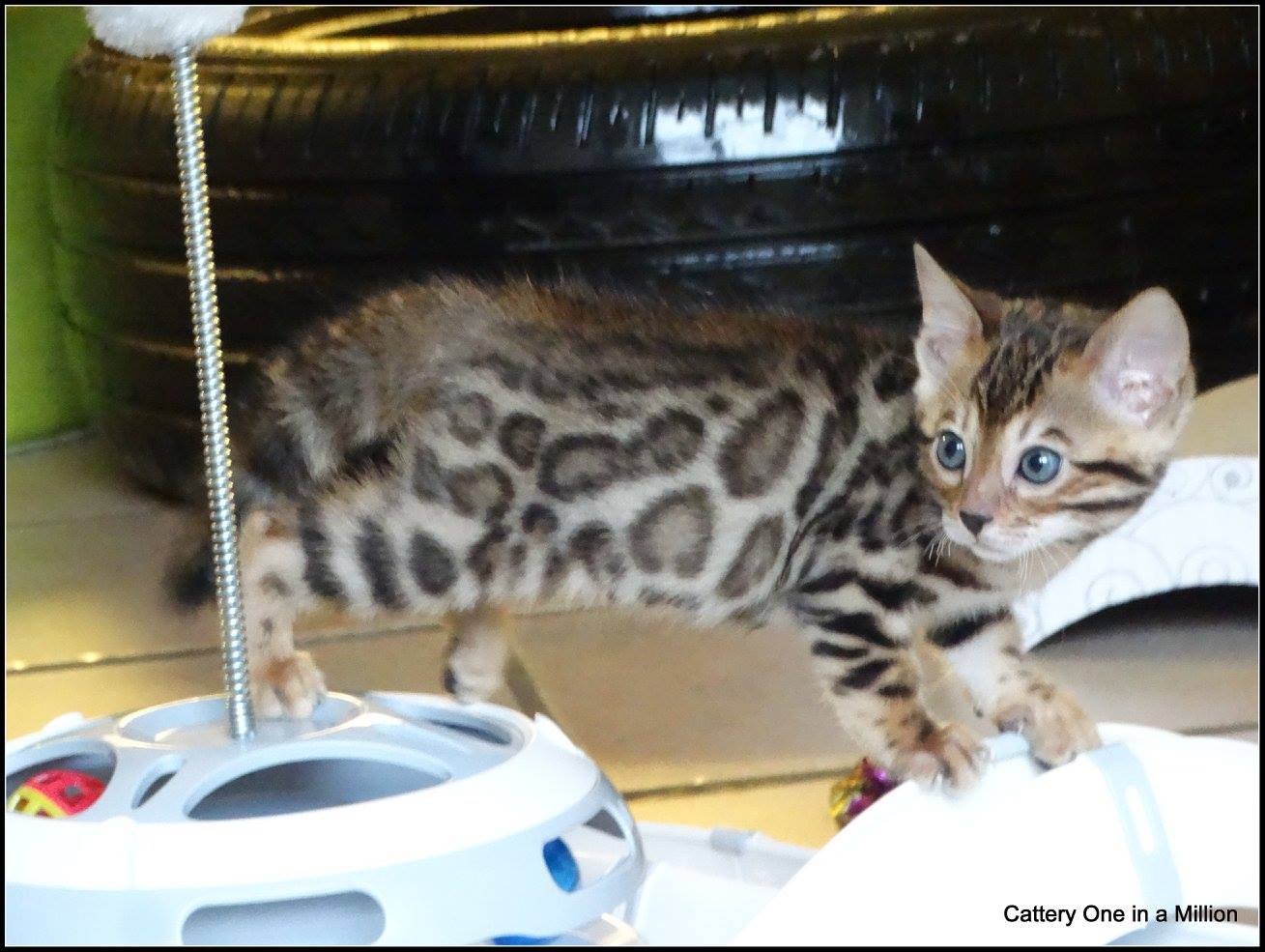 cattery one in a million - Pandora