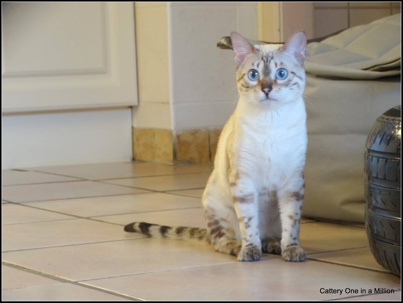 cattery one in a million- Yelana