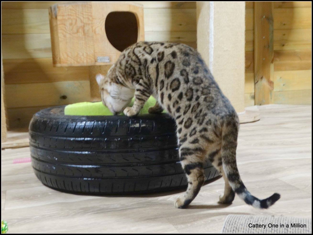 cattery one in a million- whisper