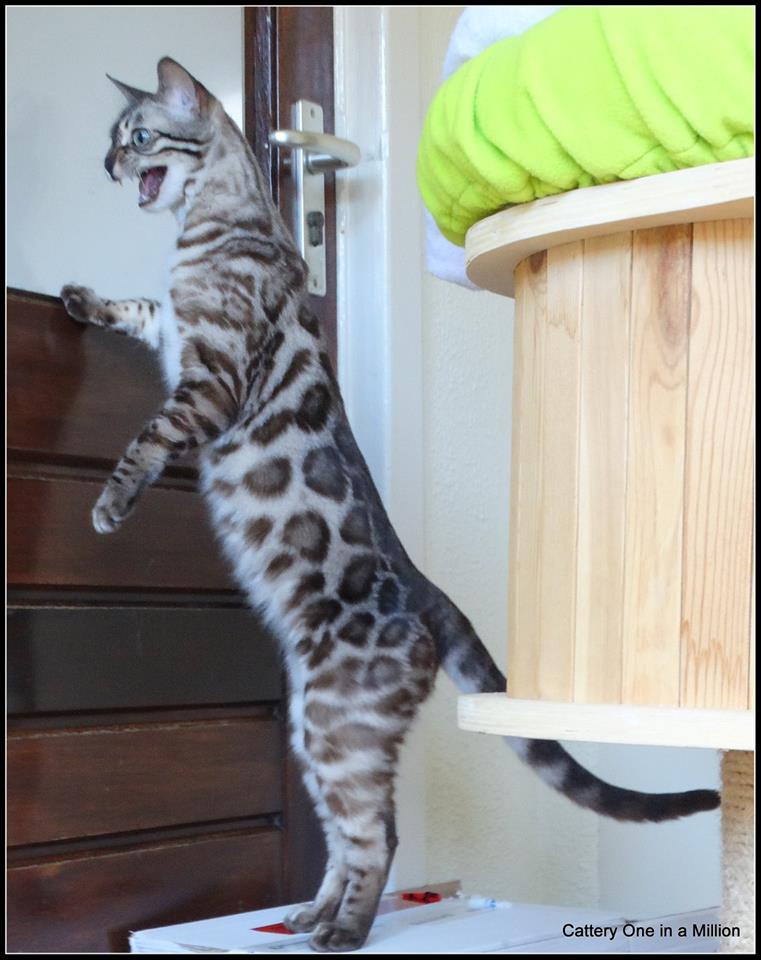 cattery one in a million- lotus