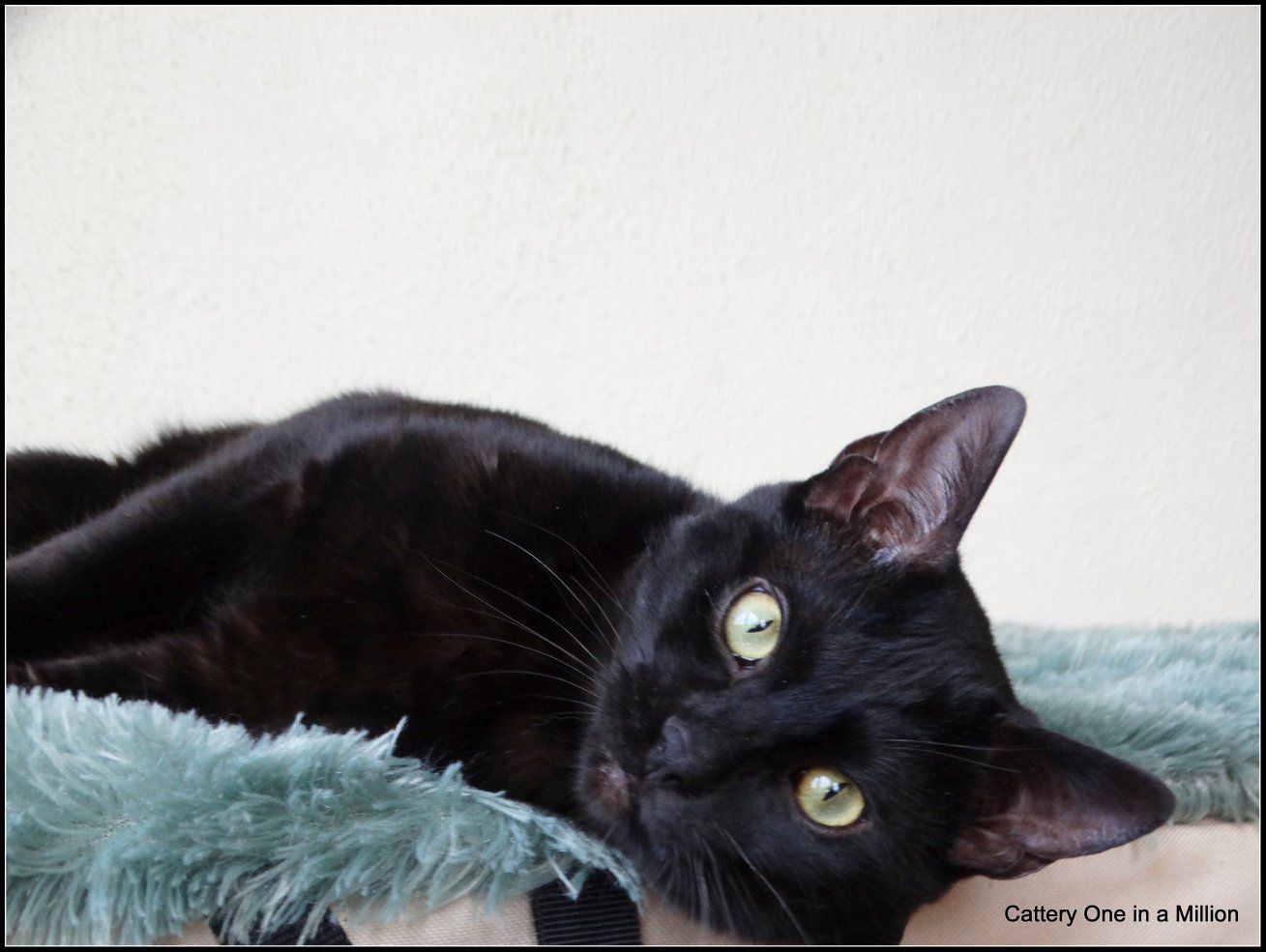 Melanistic