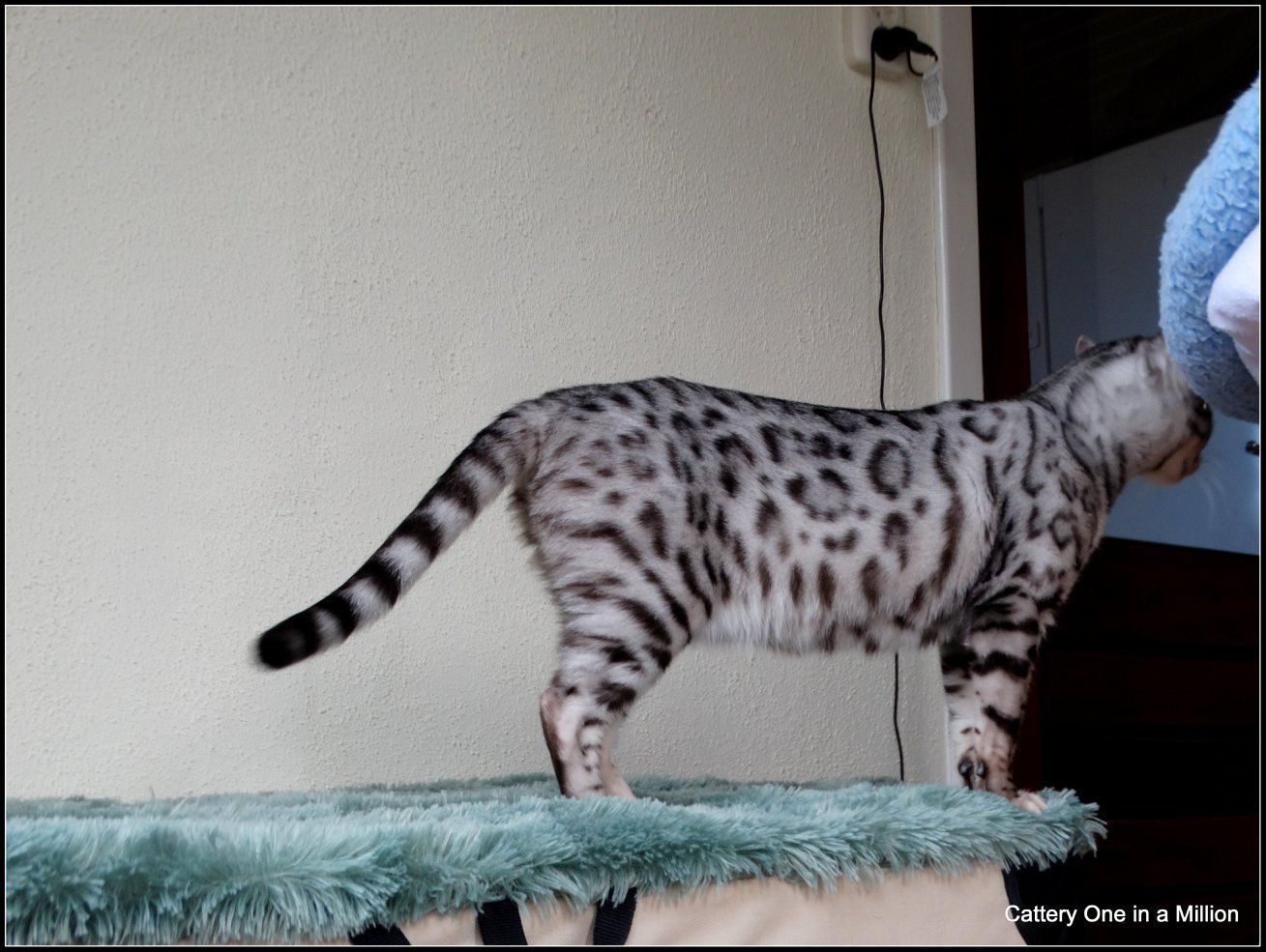 cattery one in a million - Jazz