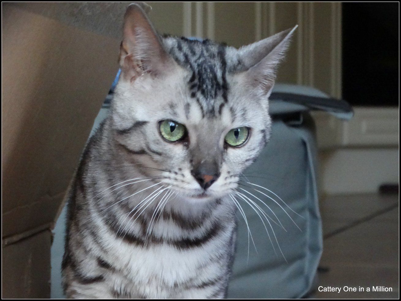 cattery one in a million - Jazz