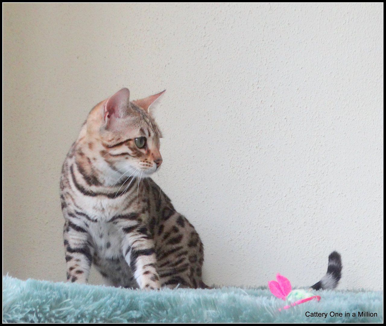 cattery one in a million- whisper