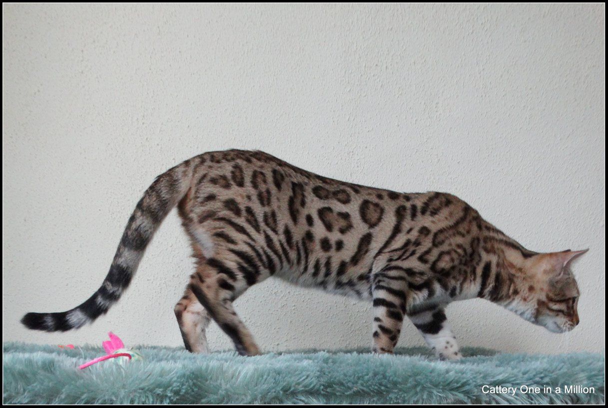 cattery one in a million- whisper