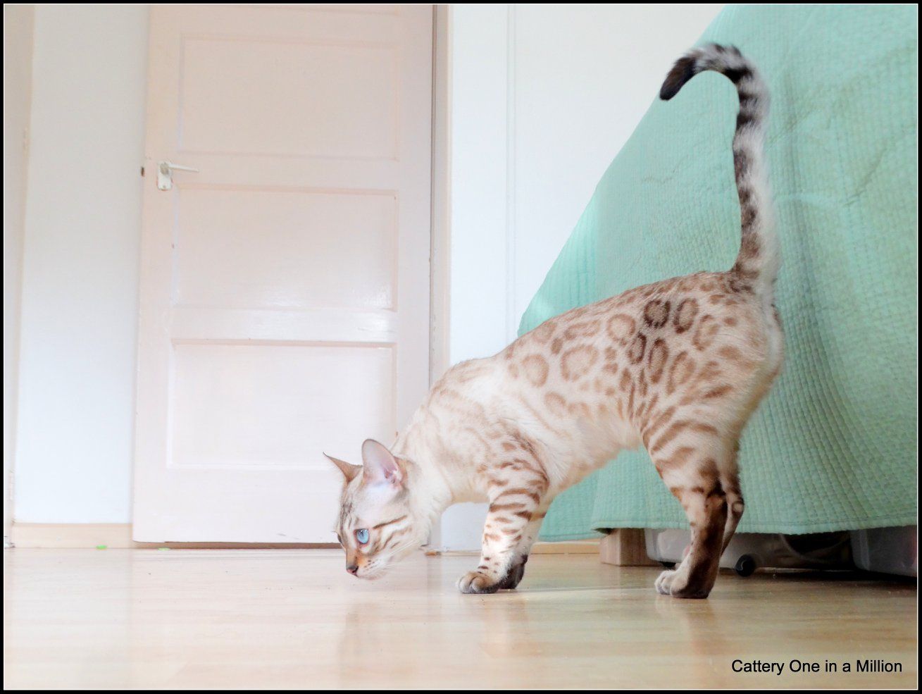 cattery one in a million - de sneeuwbengaal