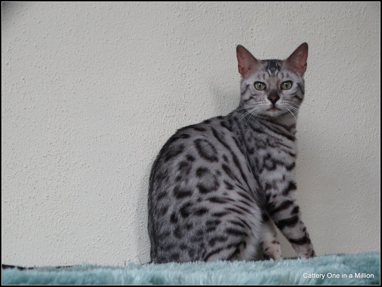 cattery one in a million - Jazz