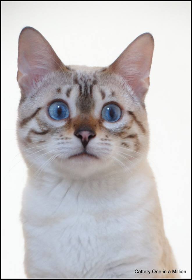 cattery one in a million- Yelana