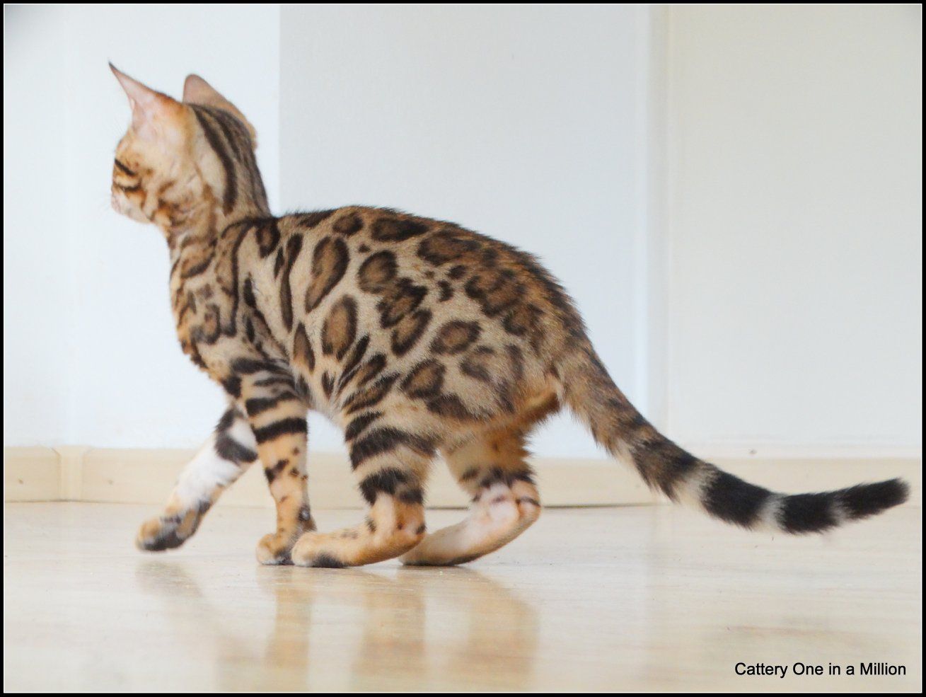 cattery one in a million - Pandora