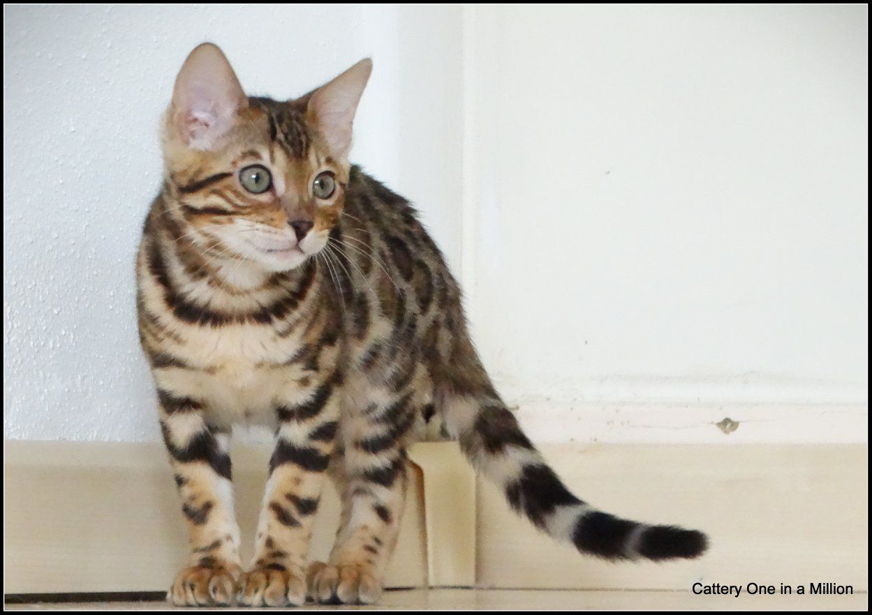 cattery one in a million - Pandora
