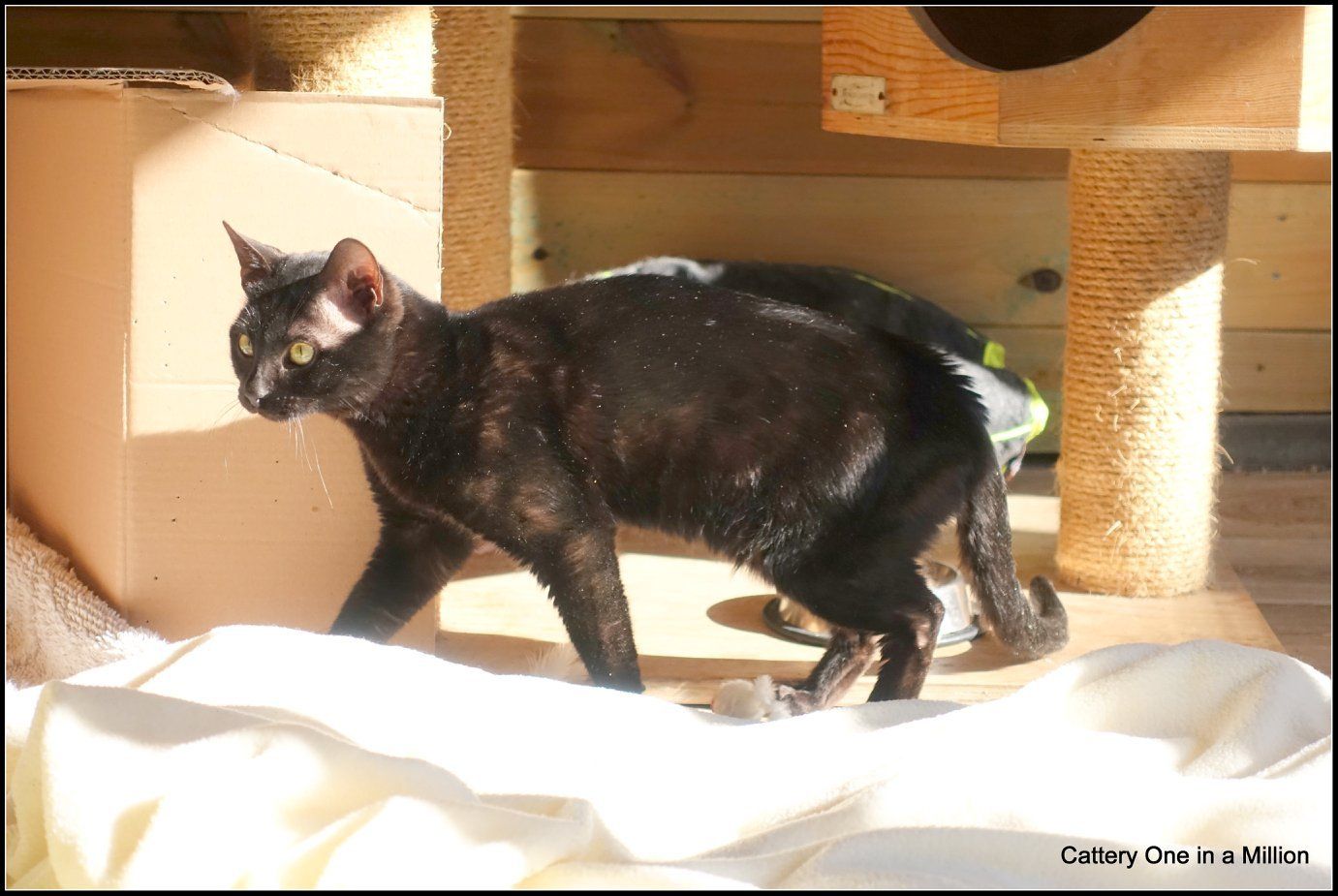 Melanistic