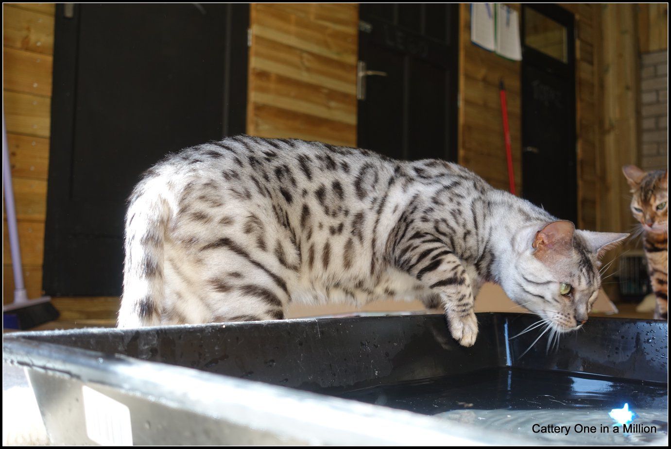 cattery one in a million - Jazz