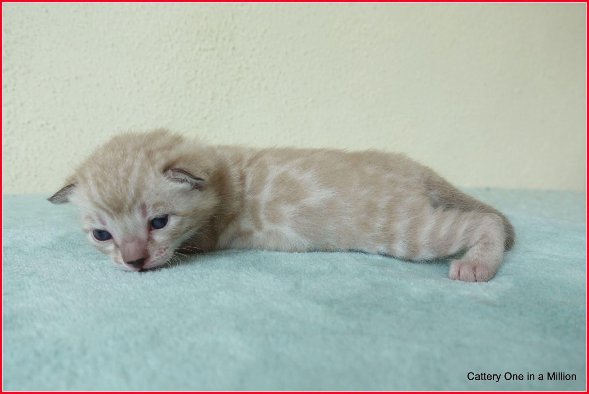 cattery one in a million- joy