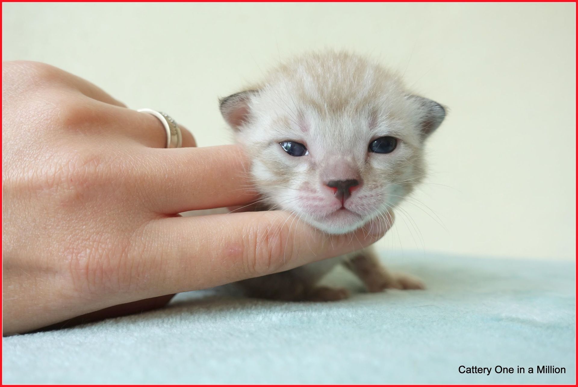 cattery one in a million- joy