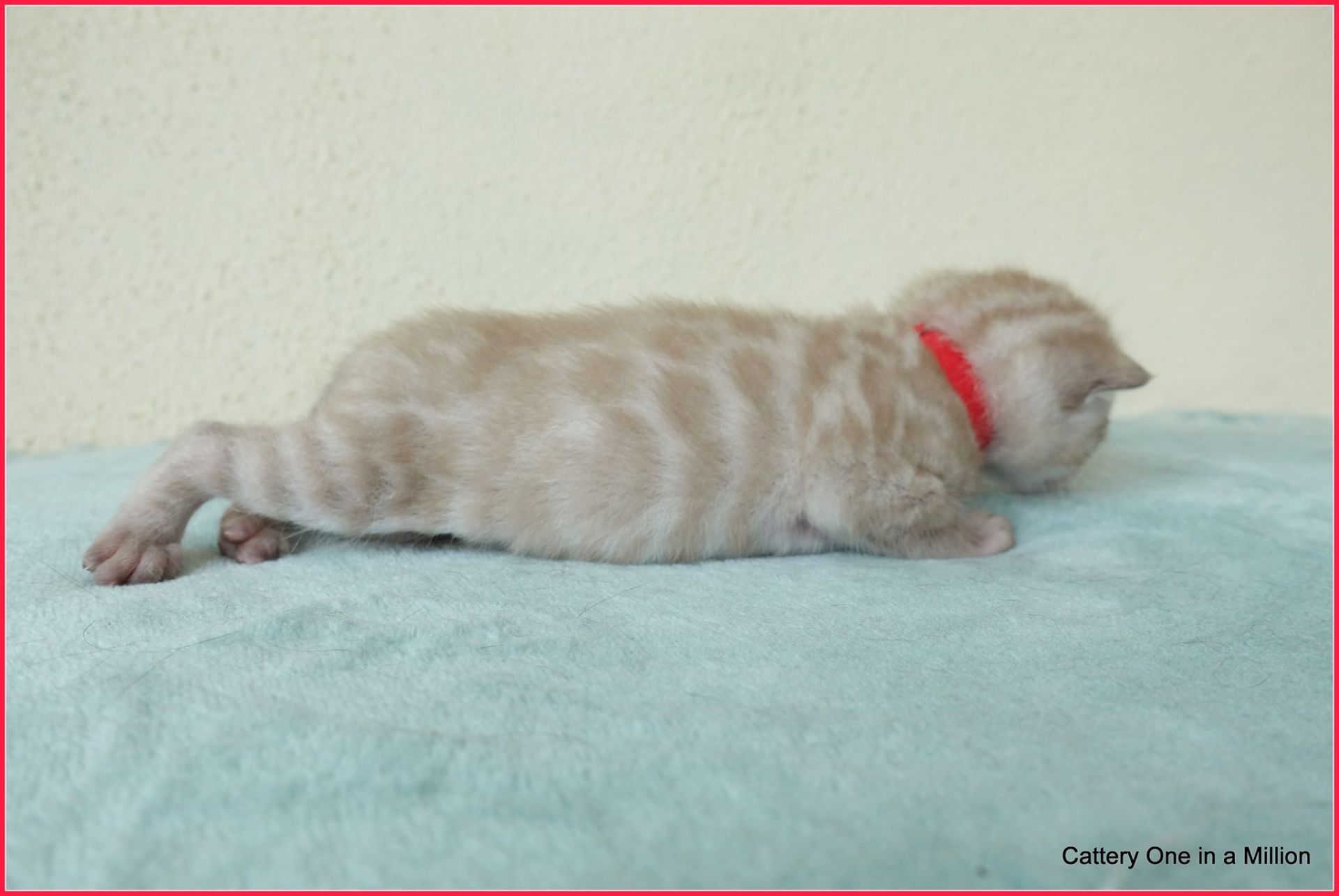 cattery one in a million- joy