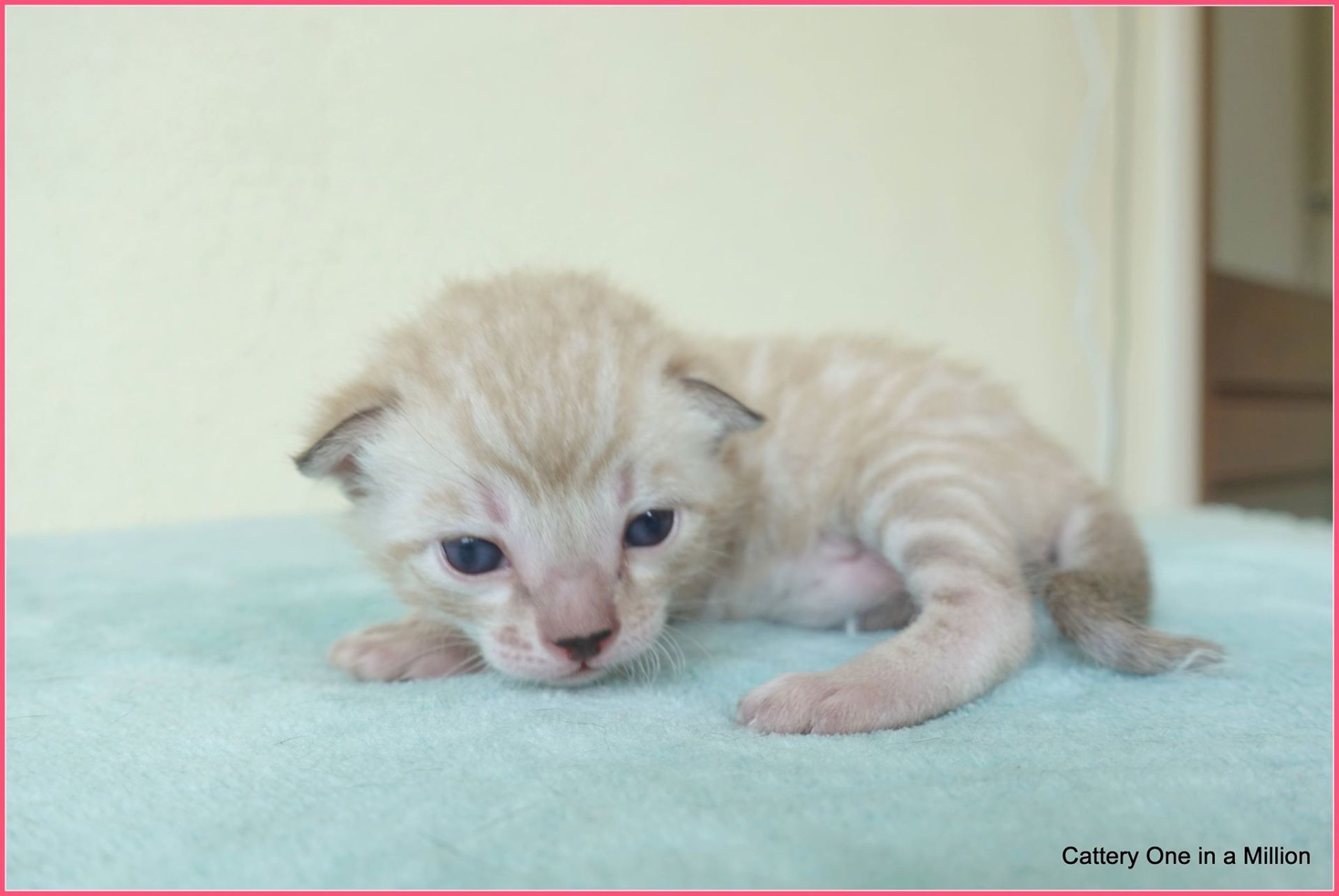 cattery one in a million- joy