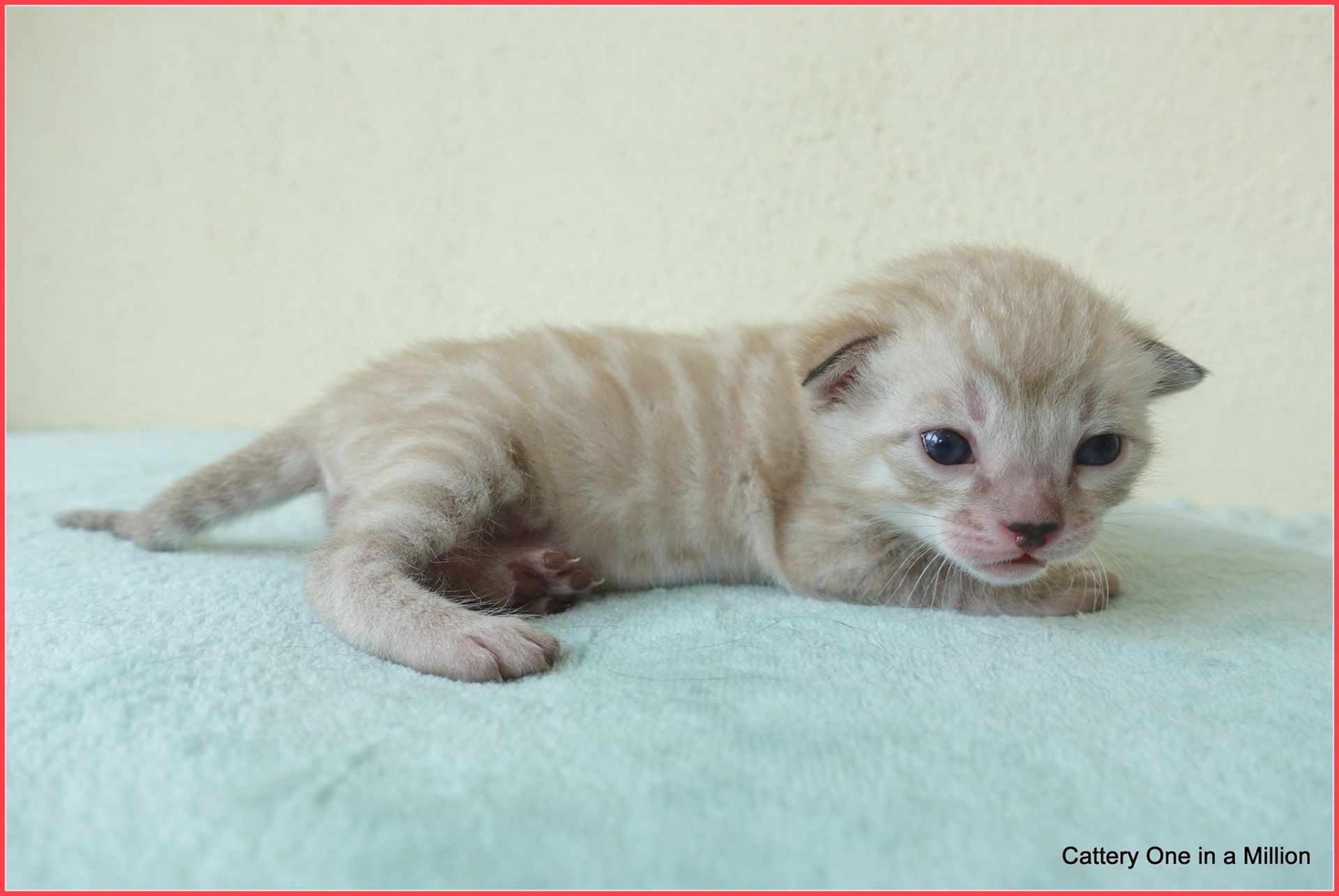 cattery one in a million- joy