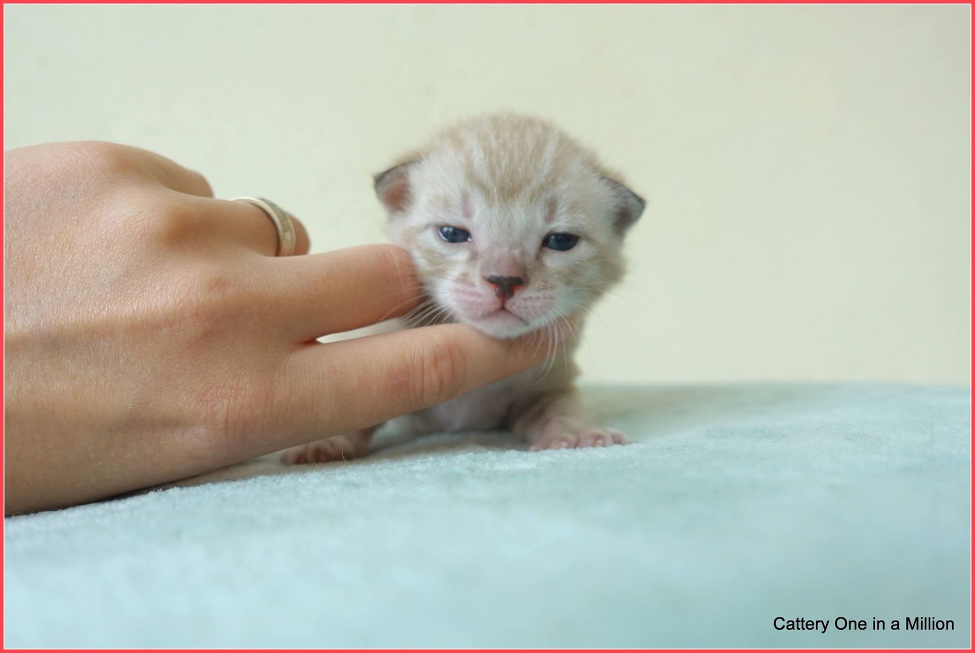 cattery one in a million- joy