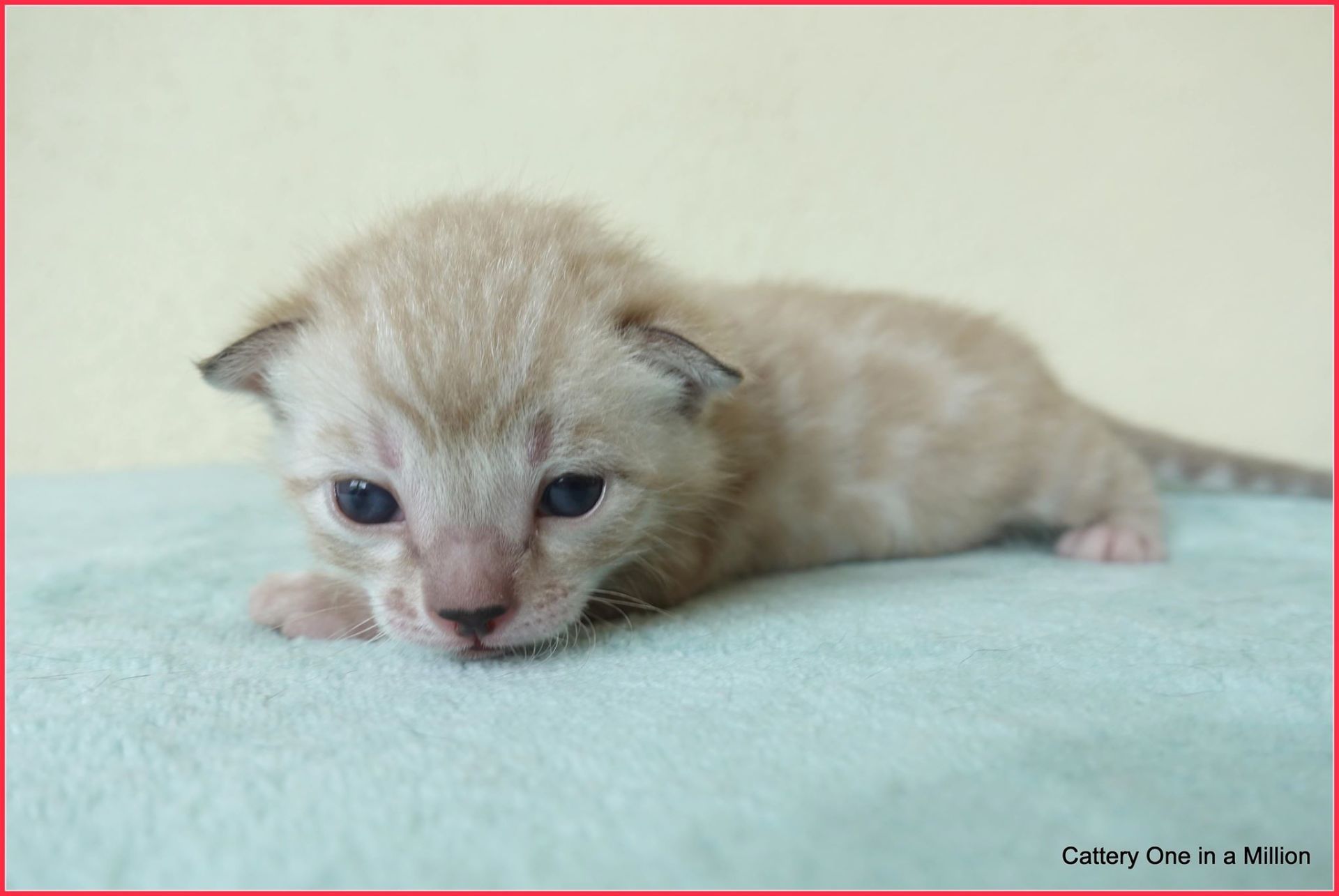 cattery one in a million- joy