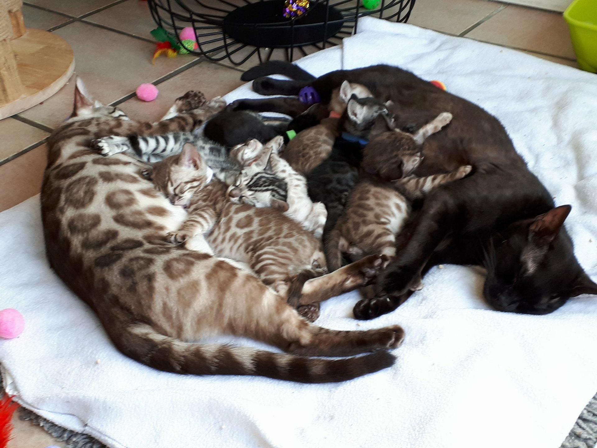 Cattery One in a Million