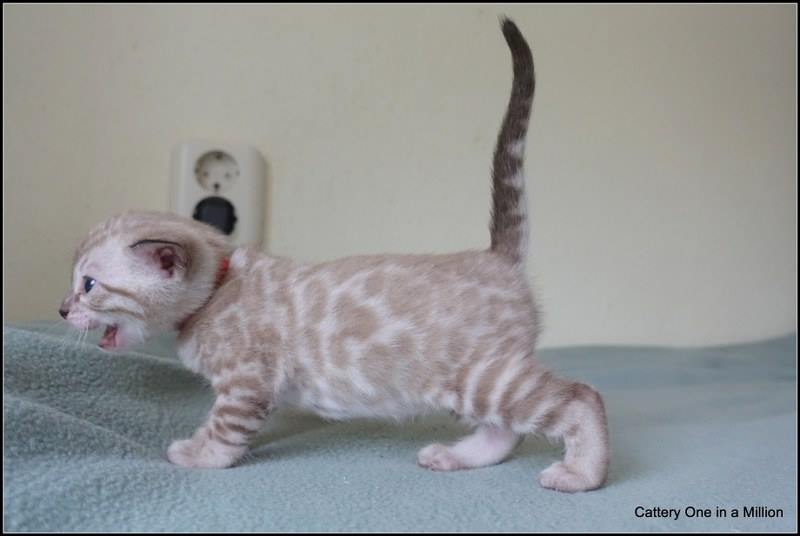 cattery one in a million- joy