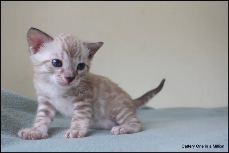 cattery one in a million - de sneeuwbengaal